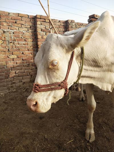 Nukri Gaye For sale