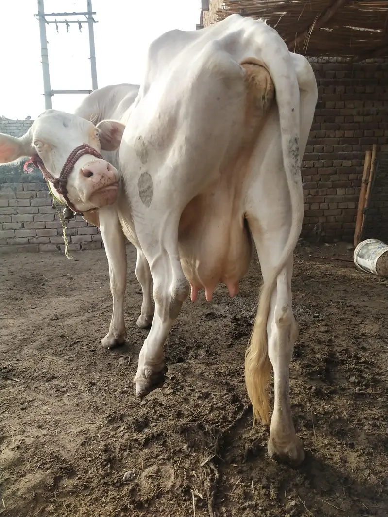 Nukri Gaye For sale — photo 2