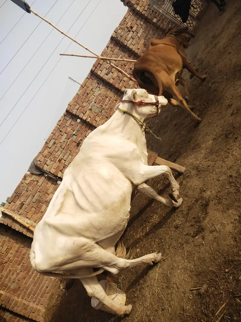 Nukri Gaye For sale — photo 3