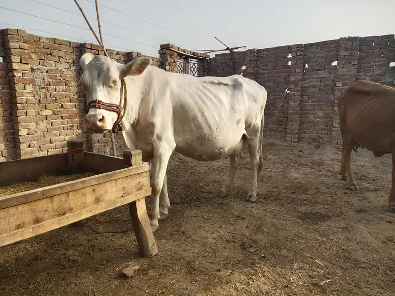 Nukri Gaye For sale — photo 4