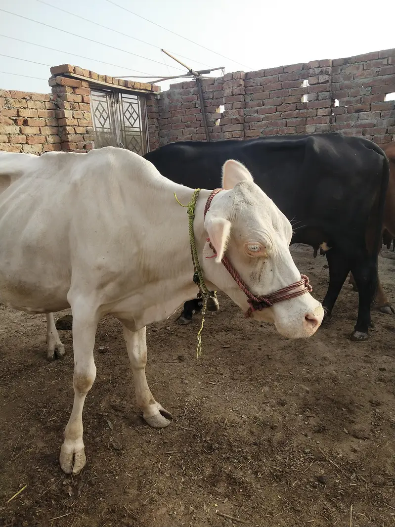 Nukri Gaye For sale — photo 6