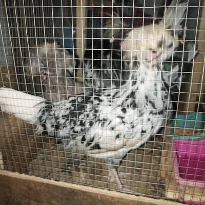 polish hens for sale
