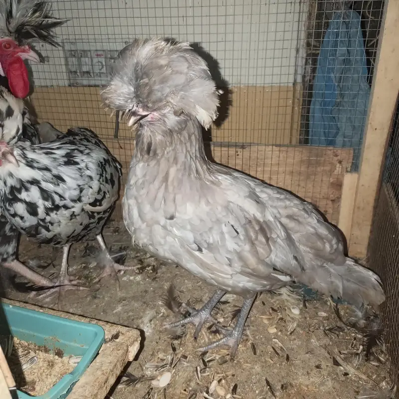 polish hens for sale — photo 2