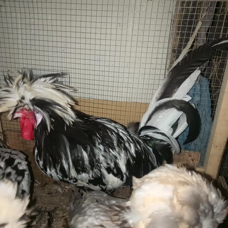 polish hens for sale — photo 3