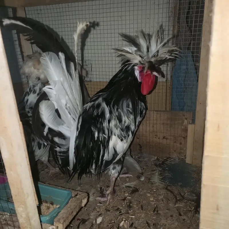 polish hens for sale — photo 4