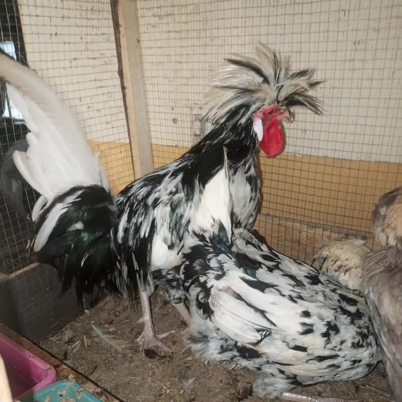polish hens for sale — photo 5