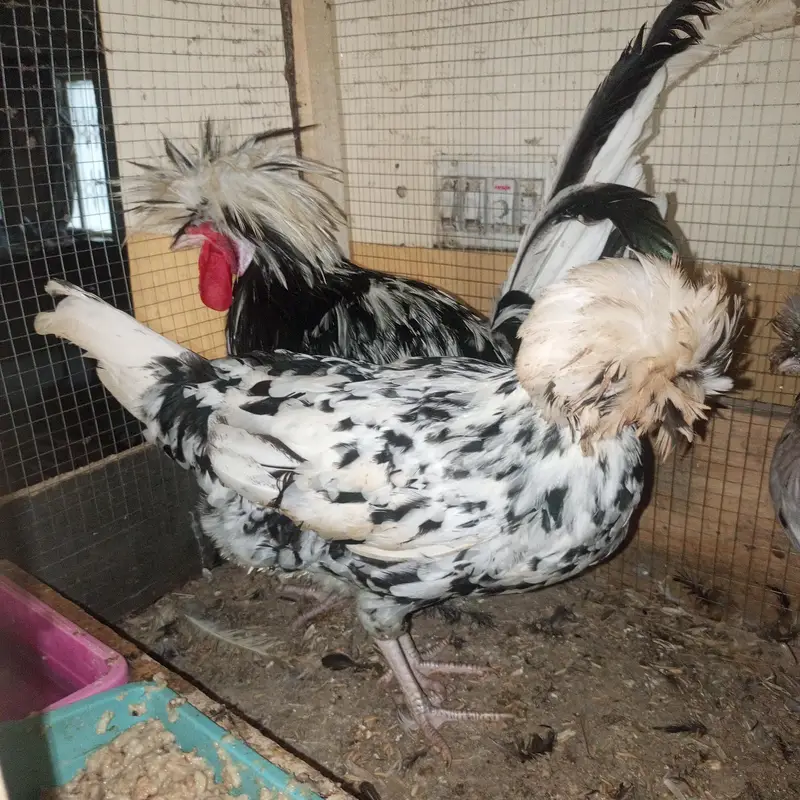 polish hens for sale — photo 6