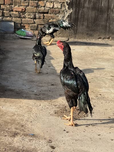High quality shamo black mushka murga