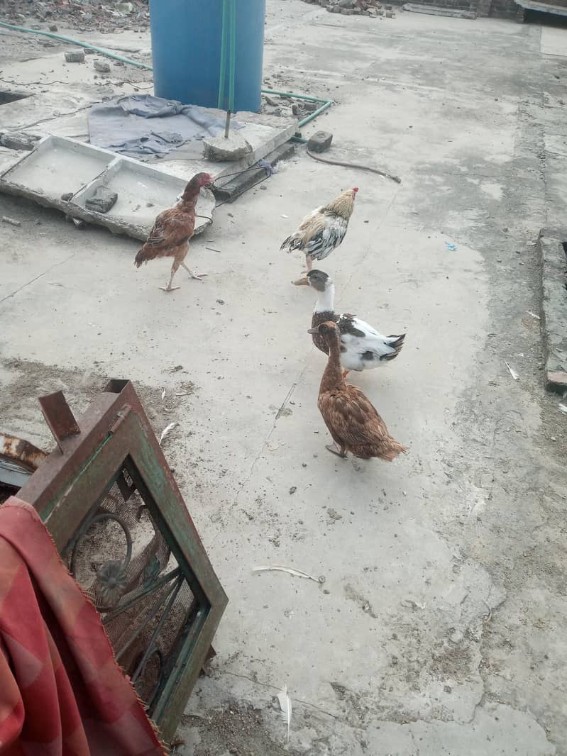 Ducks Pair 0