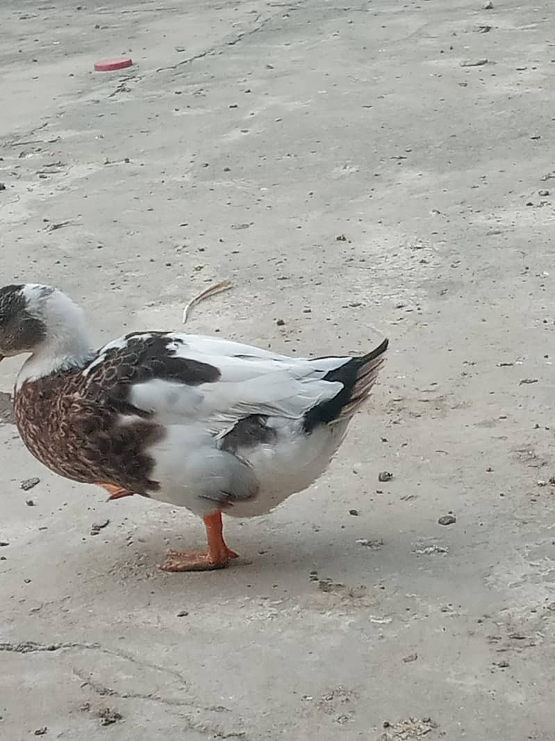 Ducks Pair 1