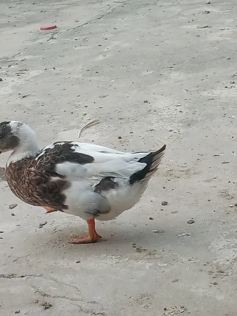 Ducks Pair — photo 2