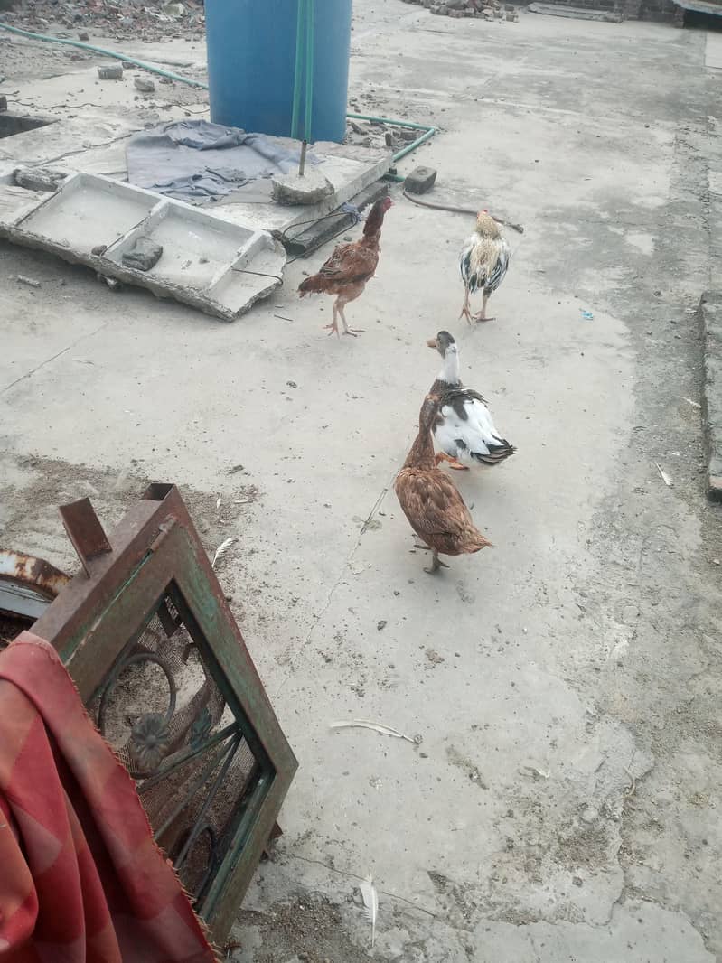 Ducks Pair 2