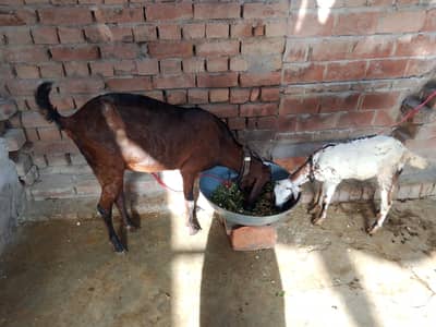 urgent goat for sale Whatsapp number 03124595475