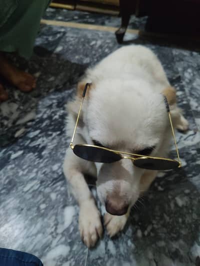 Russain Dog