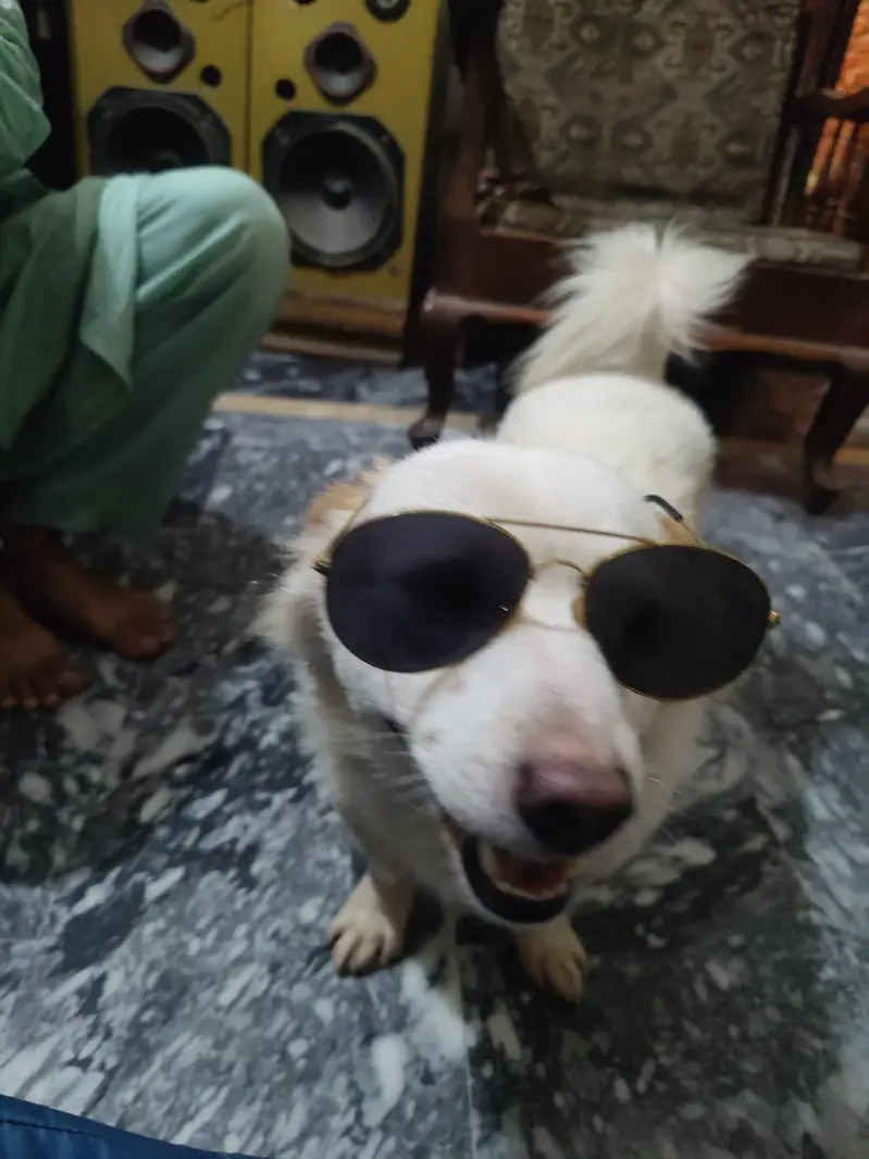 Russain Dog — photo 2