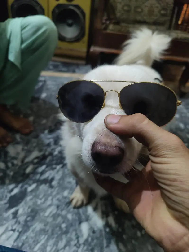 Russain Dog — photo 3
