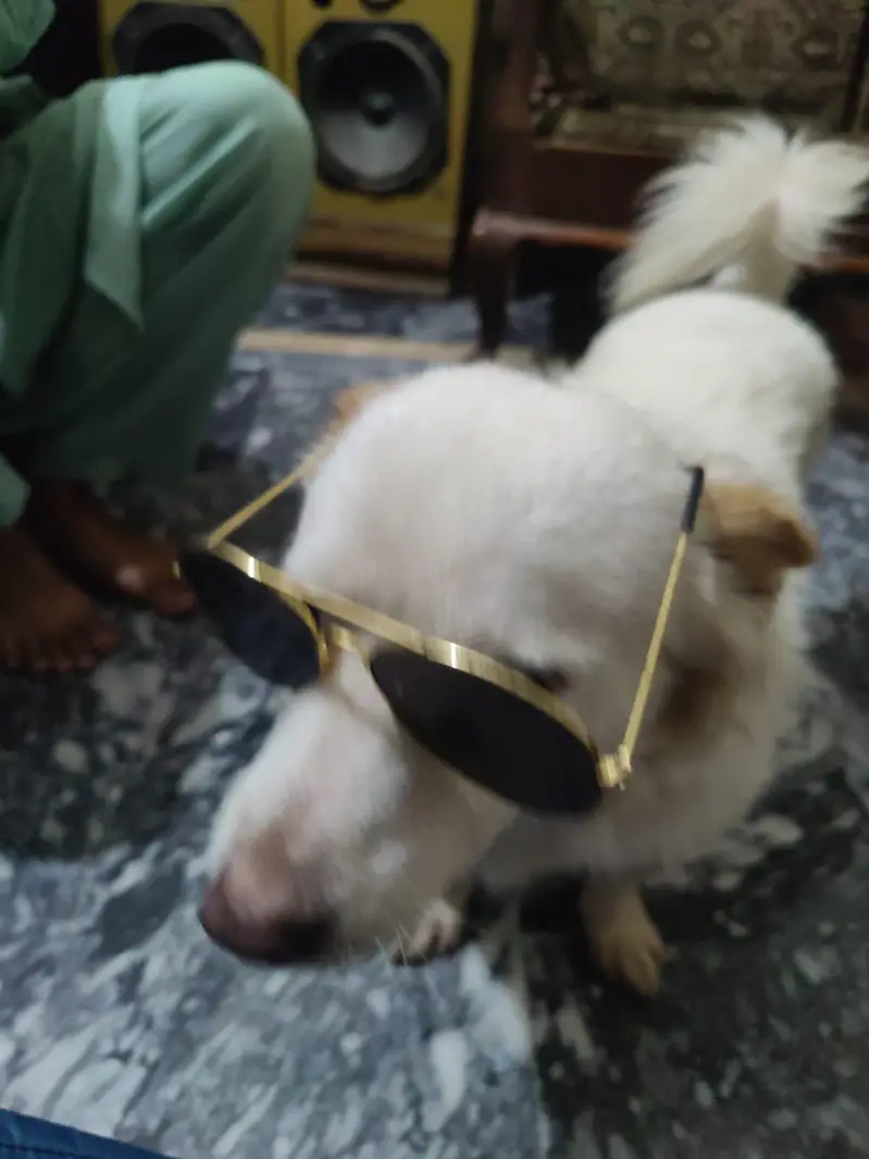 Russain Dog — photo 4