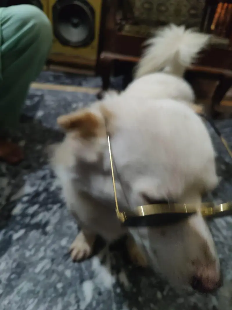 Russain Dog — photo 5