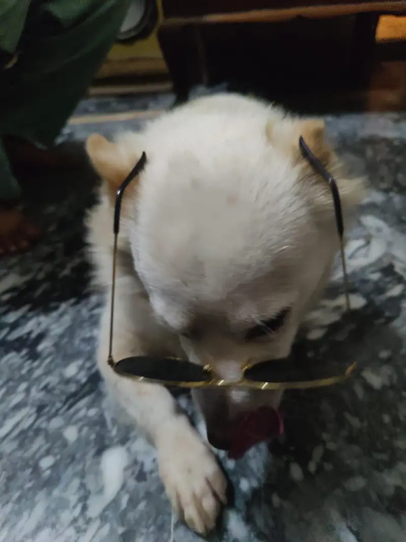 Russain Dog — photo 6