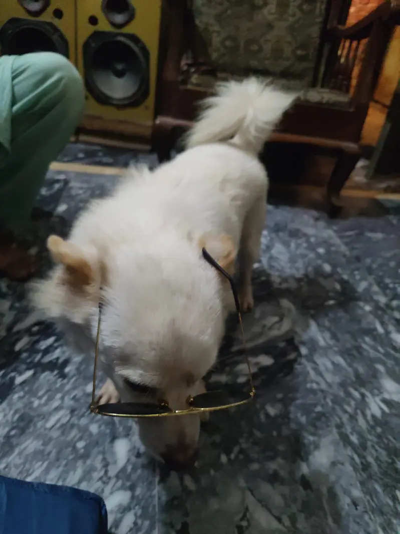 Russain Dog — photo 7