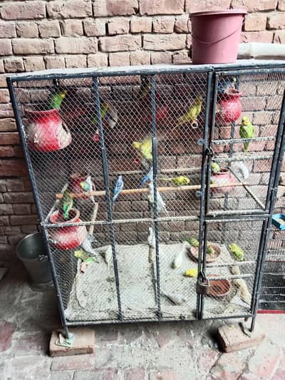 Parrot