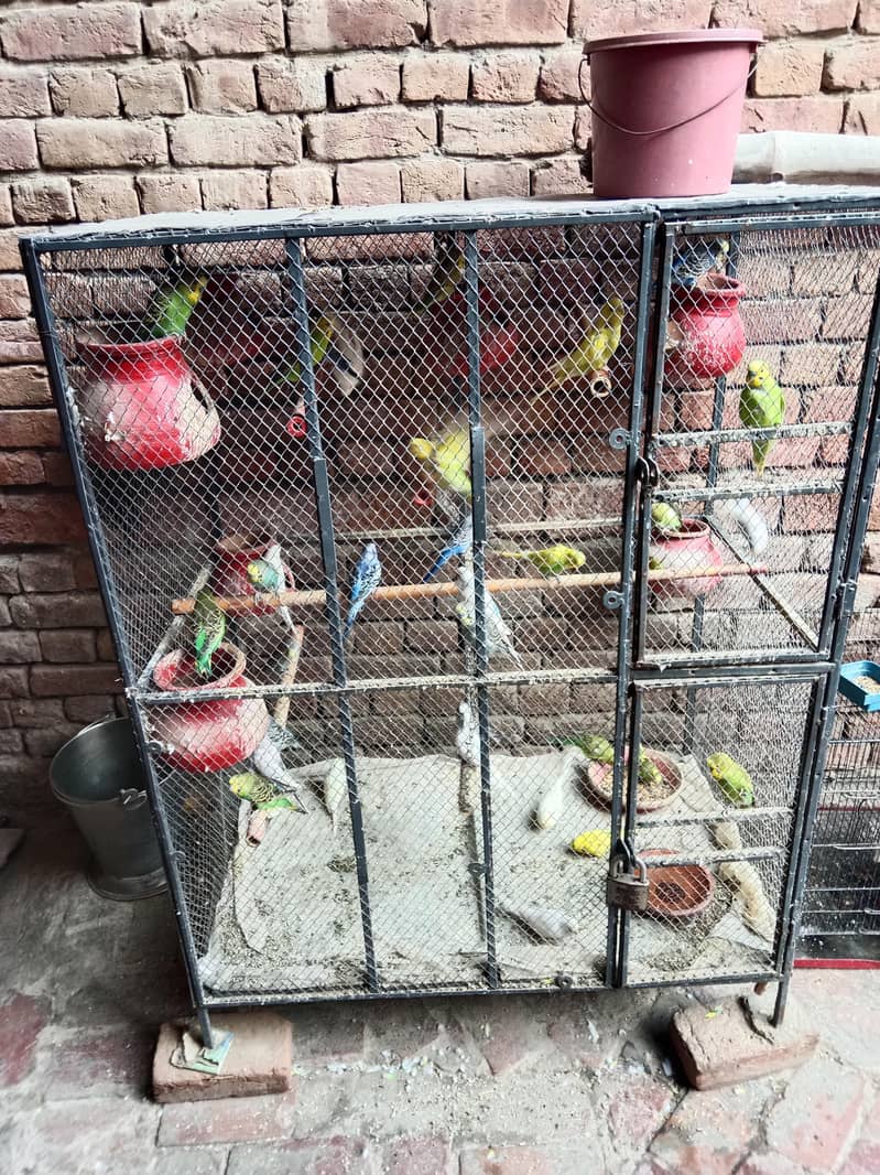 Parrot 0