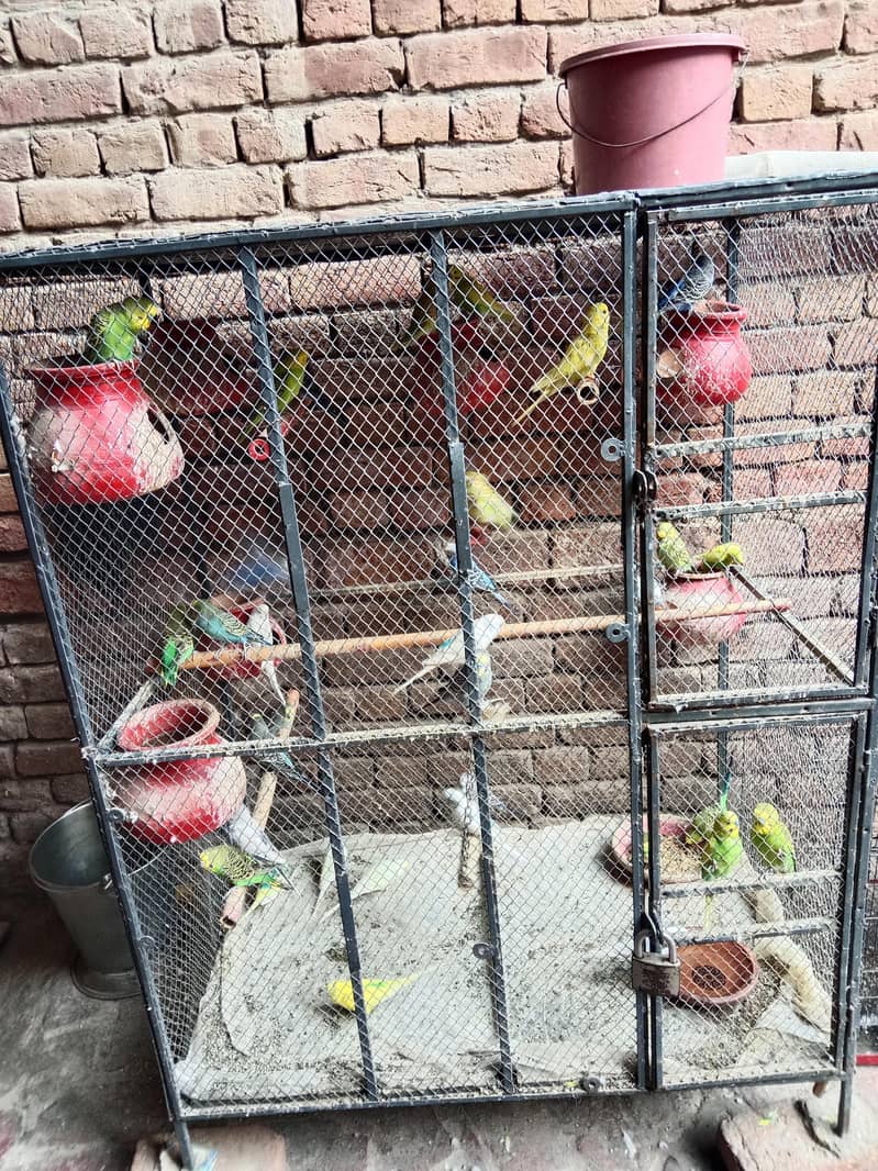 Parrot 1