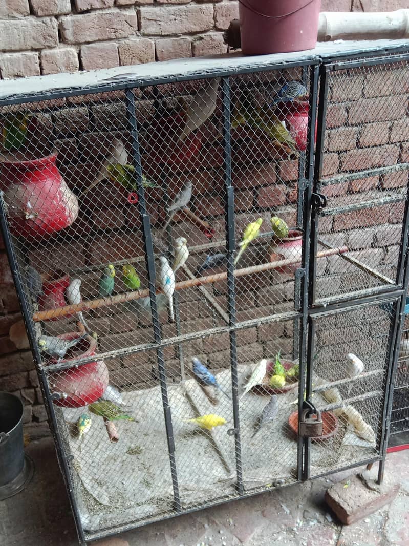 Parrot 2