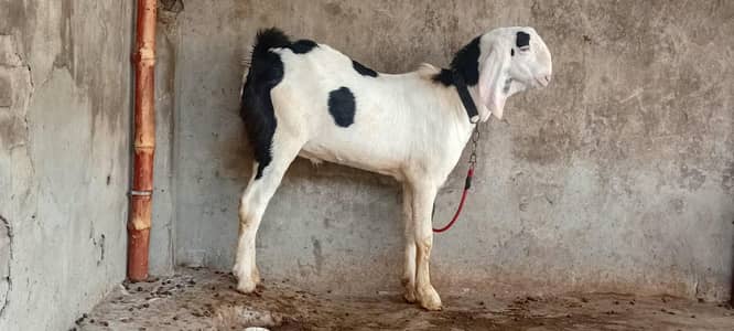 Goat male