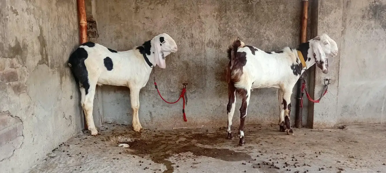Goat male — photo 2