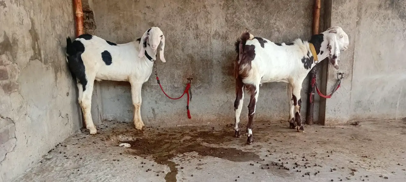 Goat male — photo 3