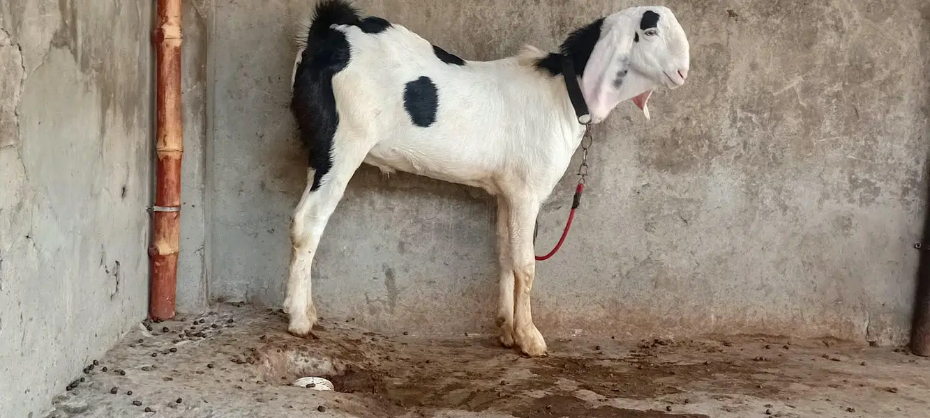 Goat male — photo 4