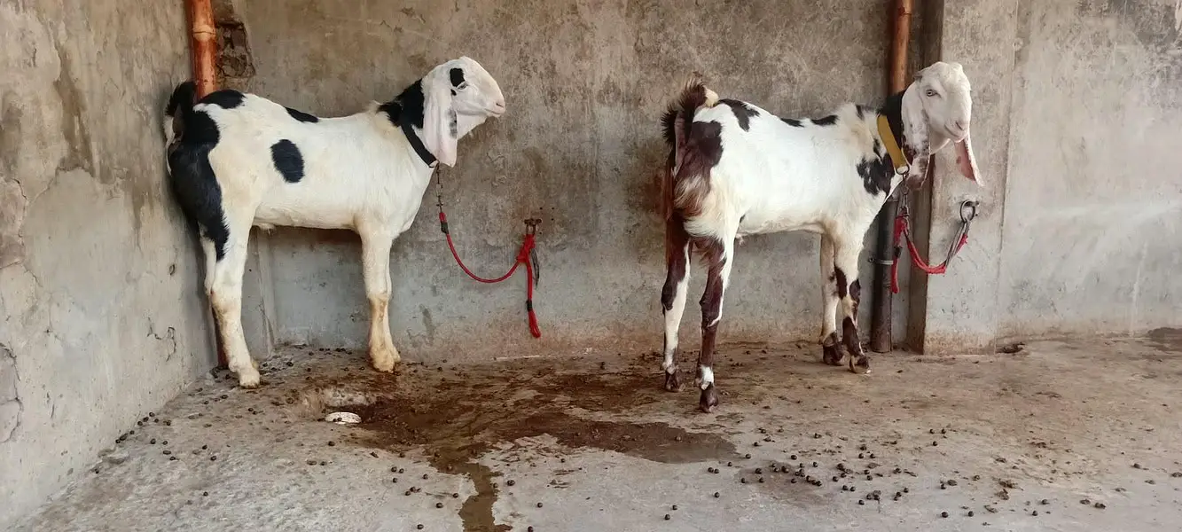 Goat male — photo 5
