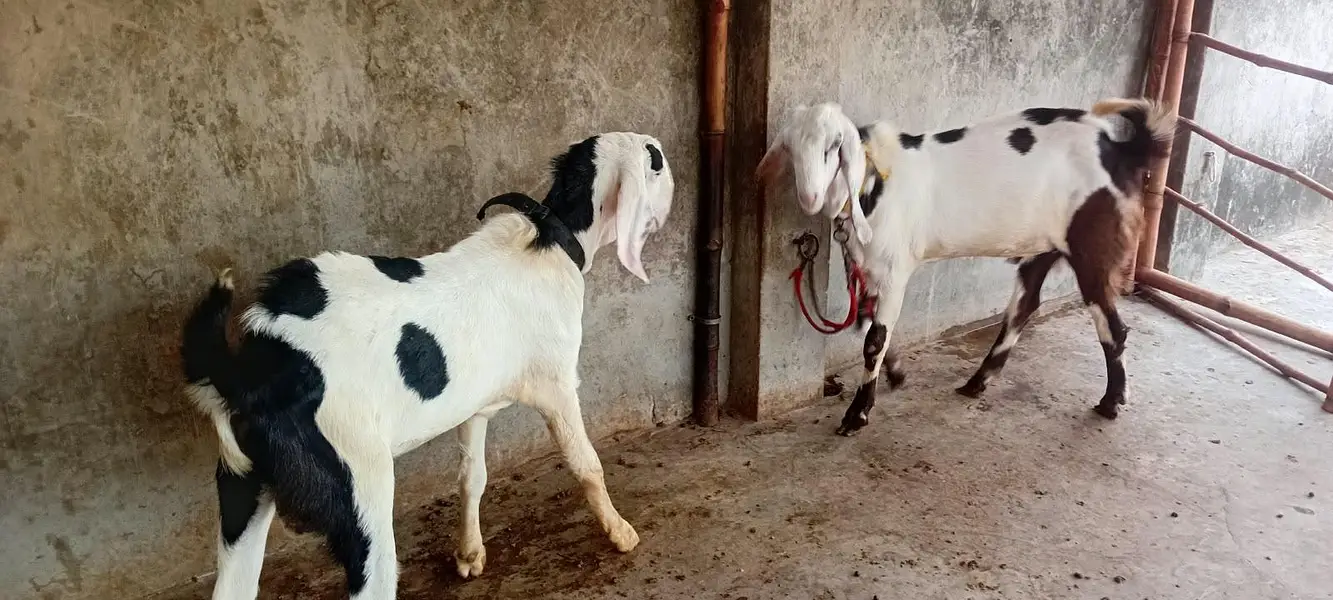 Goat male — photo 6