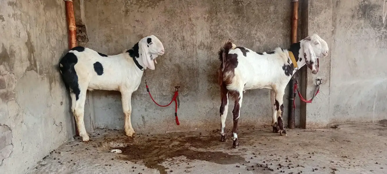 Goat male — photo 7