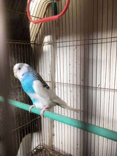 bajri parrot ki female hai