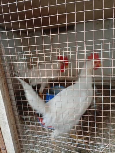 Layer roosters for sale