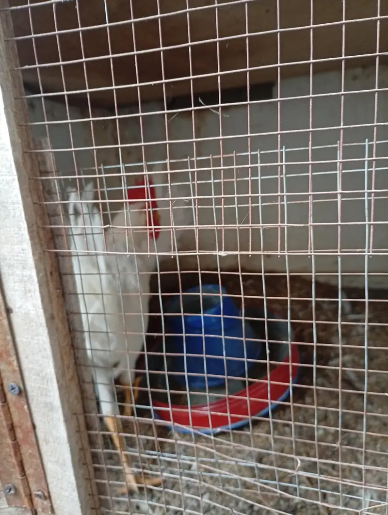 Layer roosters for sale — photo 2