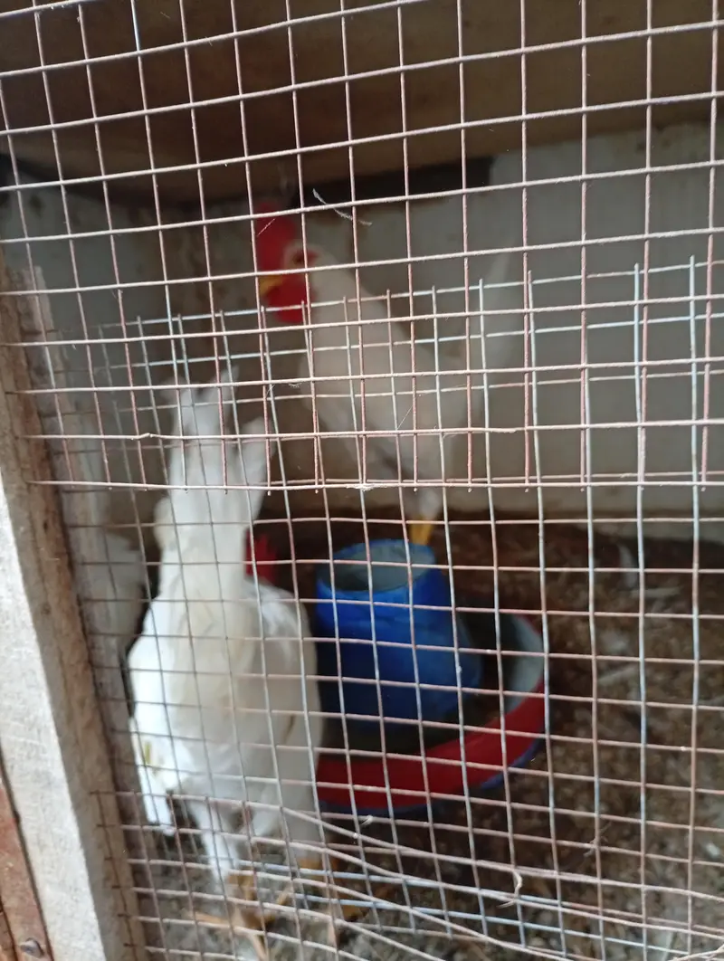 Layer roosters for sale — photo 3