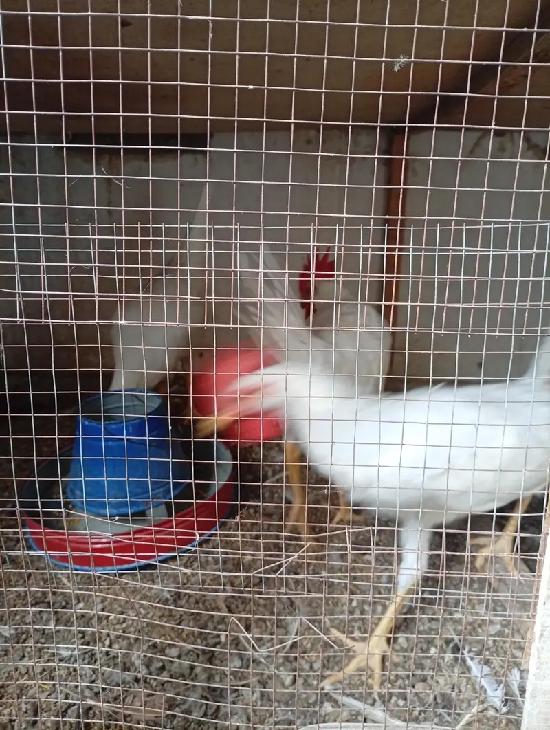 Layer roosters for sale — photo 4