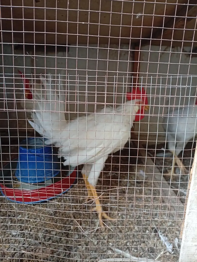 Layer roosters for sale — photo 5