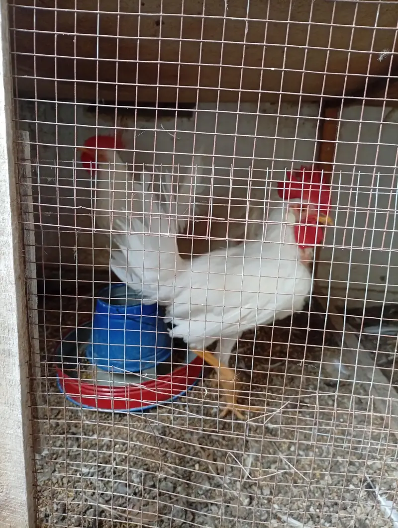 Layer roosters for sale — photo 6