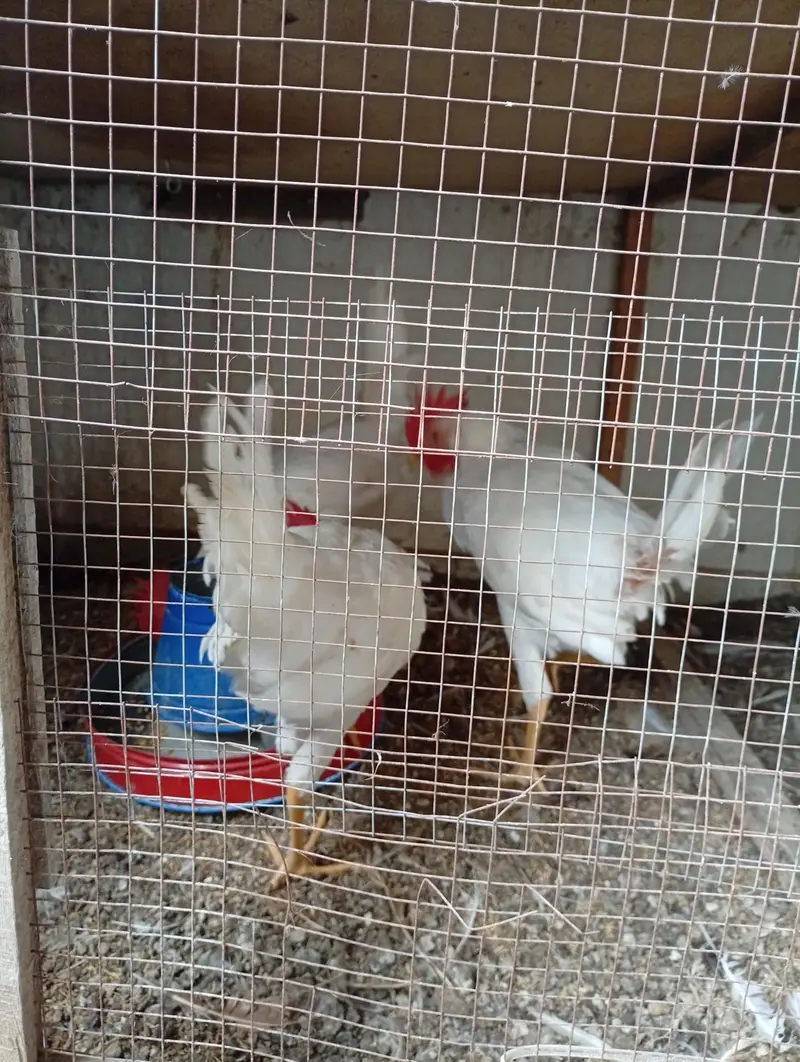 Layer roosters for sale — photo 7