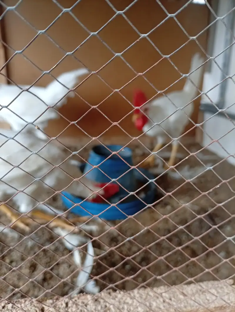 Layer roosters for sale — photo 8