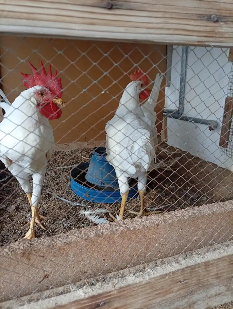 Layer roosters for sale — photo 9