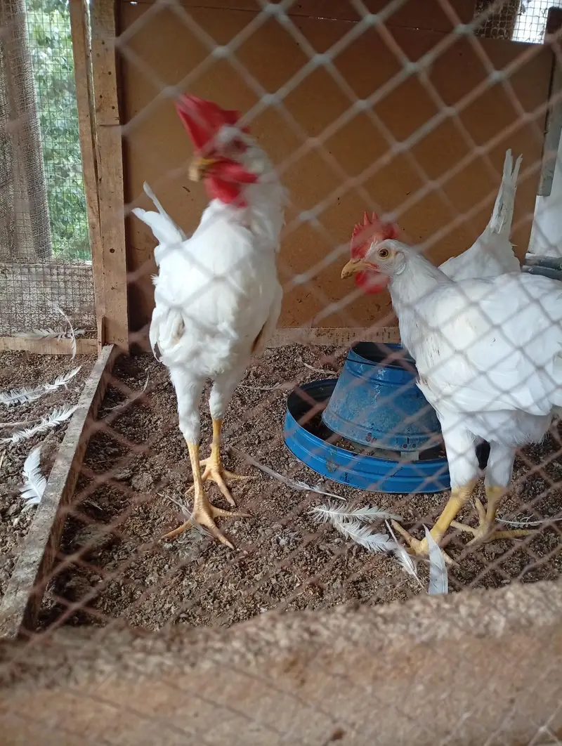 Layer roosters for sale — photo 10