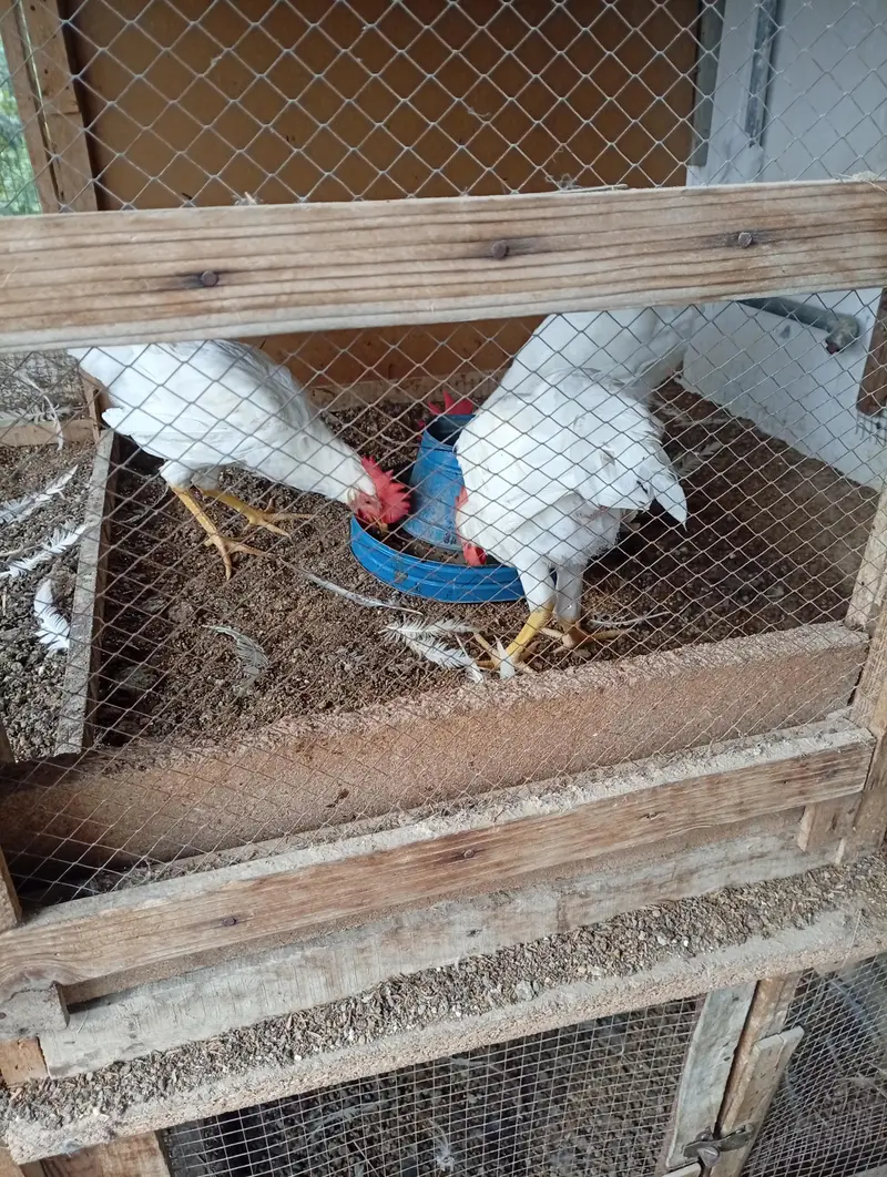 Layer roosters for sale — photo 11