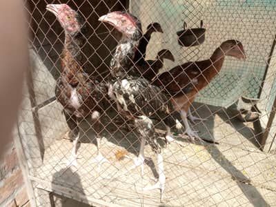 Aseel chicks pure breed