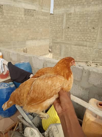 Golden misri murgi for sale (6 pieces) 03182252554
