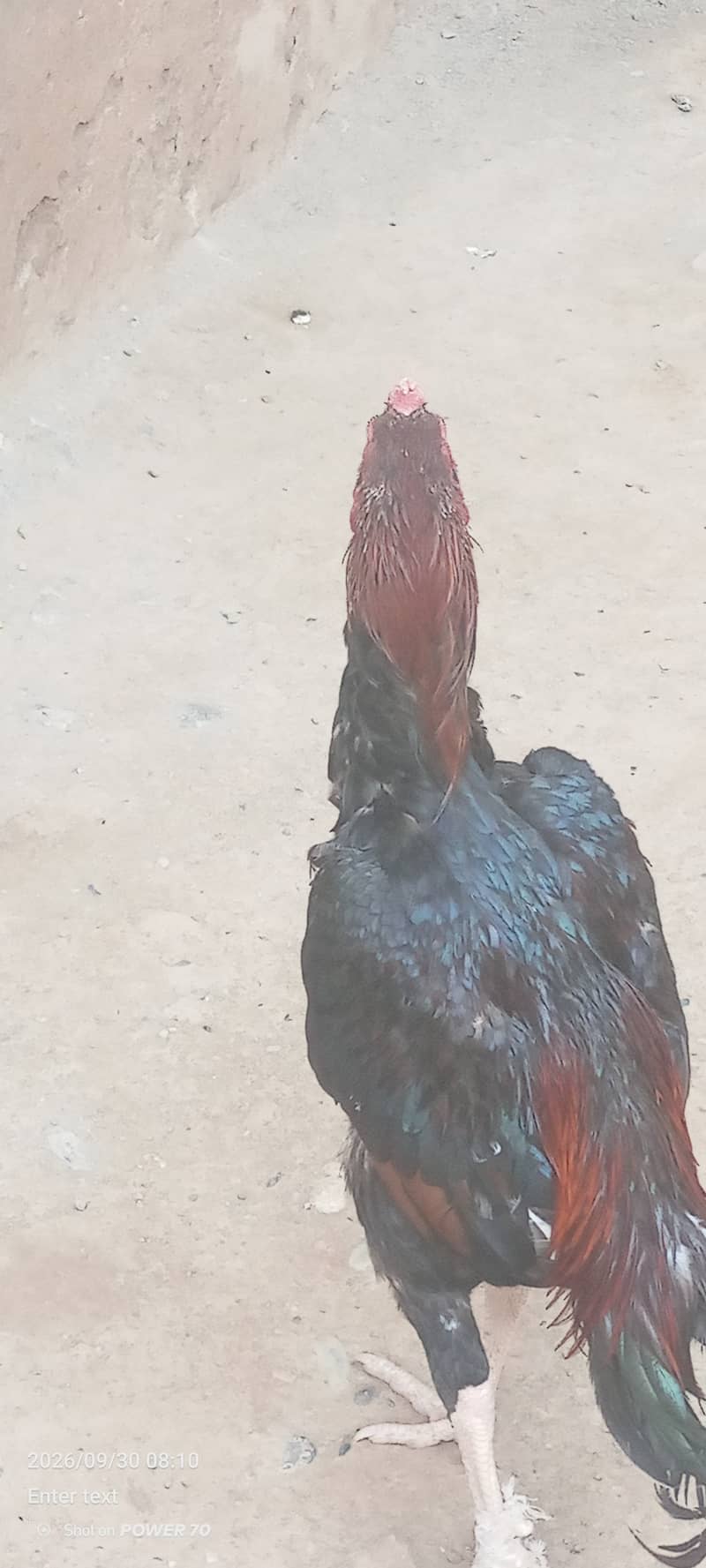 "میاں والی اصیل مرغی برائے فروخت" 2